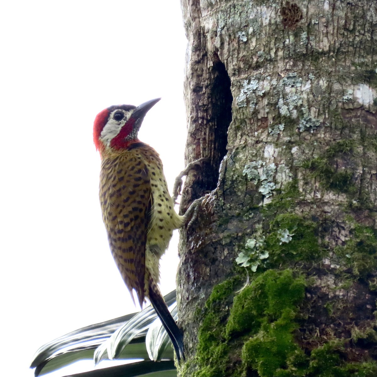 Spot-breasted Woodpecker - ML620625993