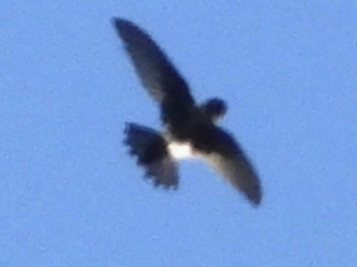 White-tipped Swift - ML620625995