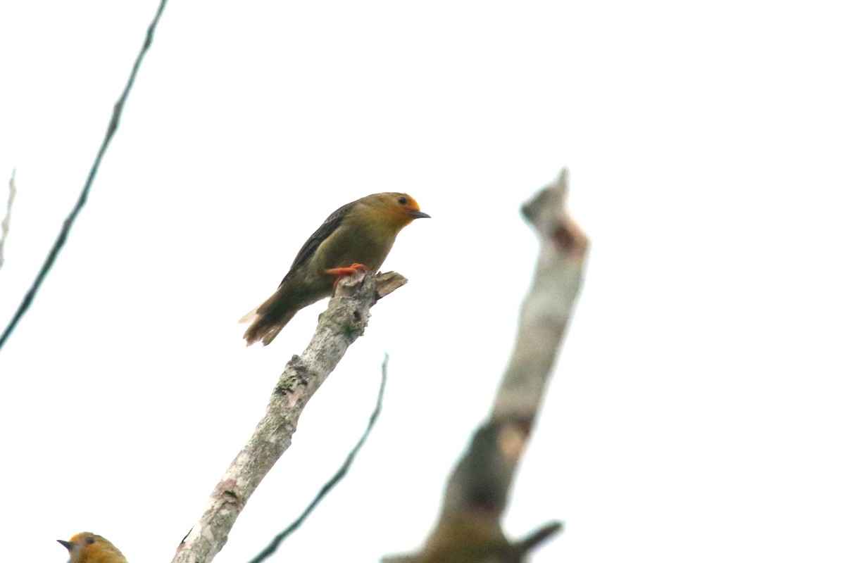 Orange-fronted Plushcrown - ML620625996