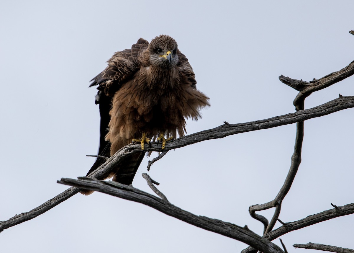 Black Kite - ML620625999