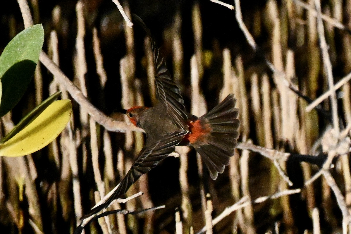 Red-headed Myzomela - ML620626002