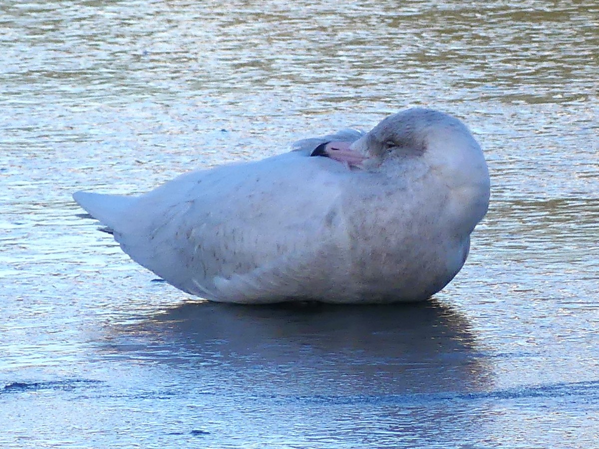 Glaucous Gull - Michael Klotz