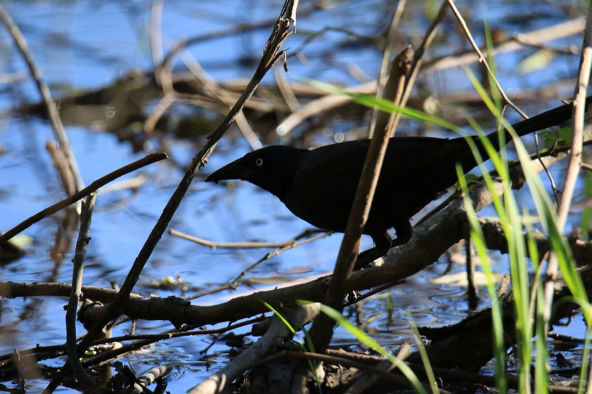 Common Grackle - ML620626004