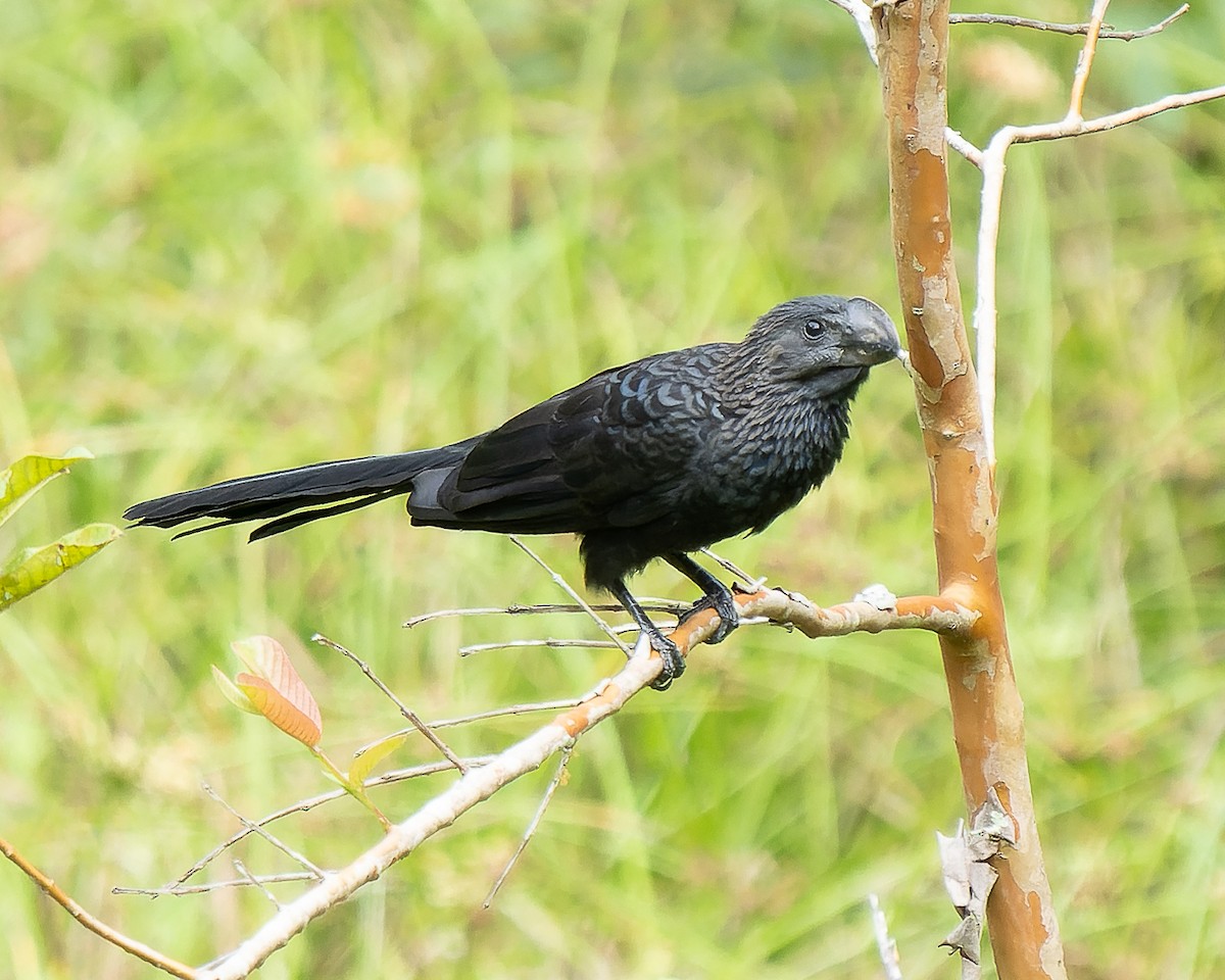 Smooth-billed Ani - ML620626005