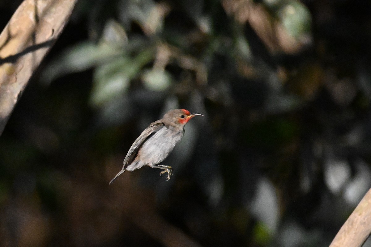 Red-headed Myzomela - ML620626006