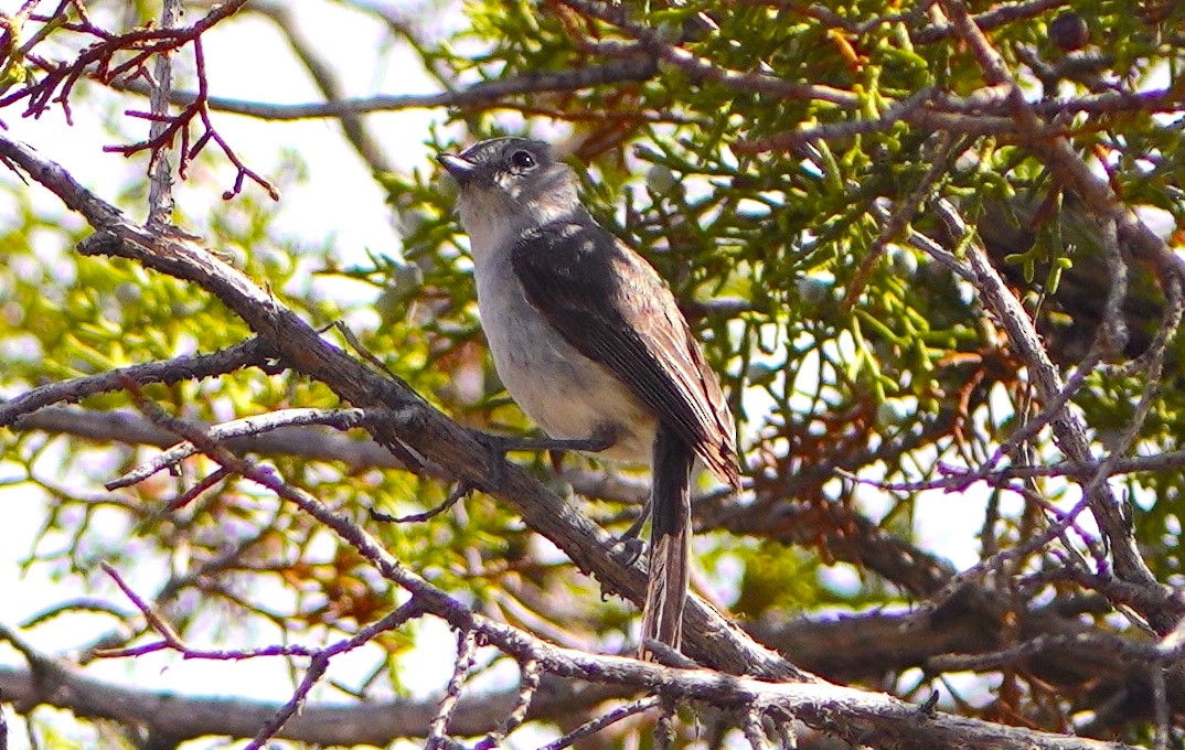 Gray Vireo - ML620626010