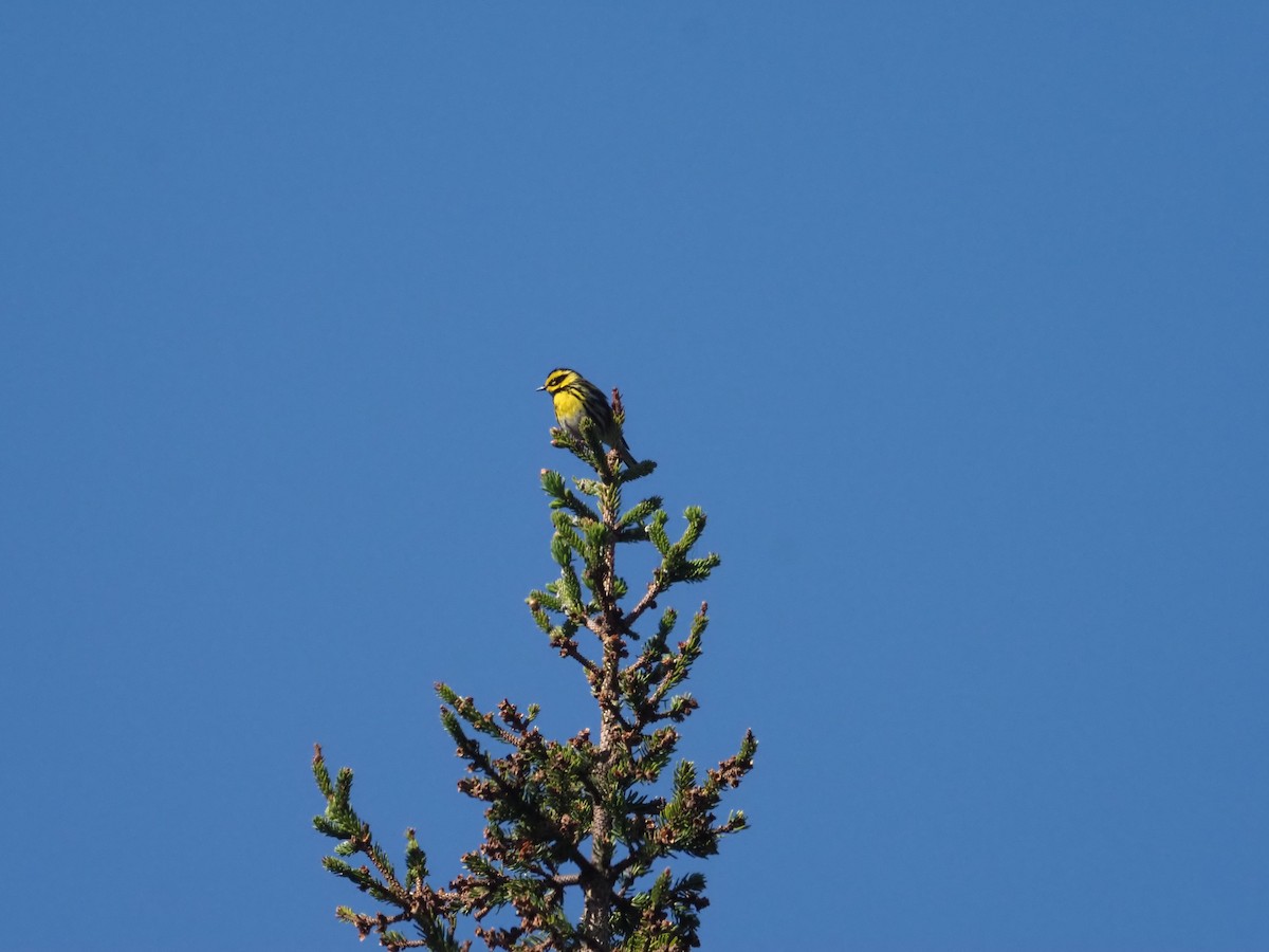 Townsend's Warbler - ML620626011