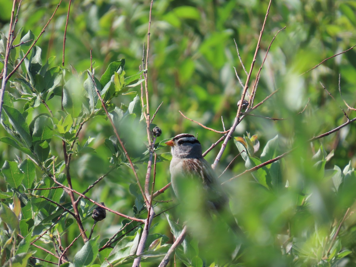 White-crowned Sparrow - ML620626018