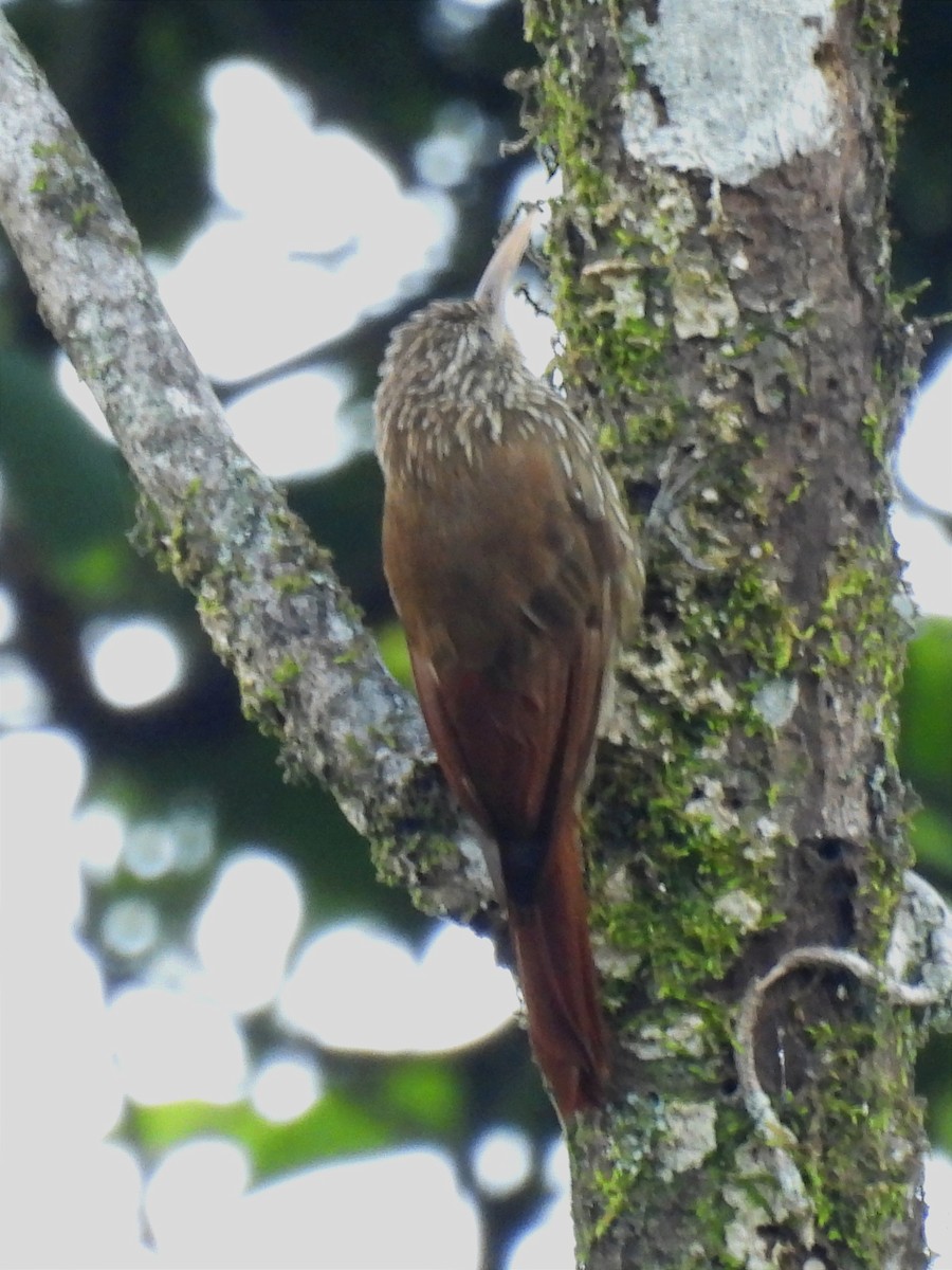 Streak-headed Woodcreeper - Jhon Carlos Andres Rivera Higuera