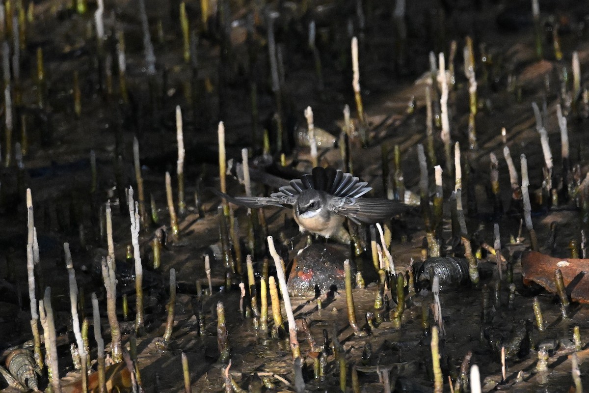 Mangrove Fantail - Alfred & Hidi Lau