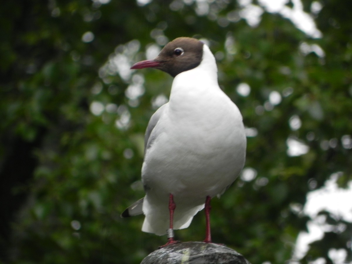 Black-headed Gull - ML620626027