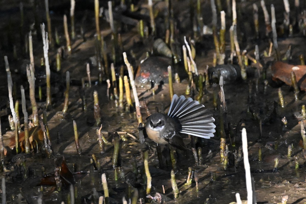 Mangrove Fantail - ML620626029