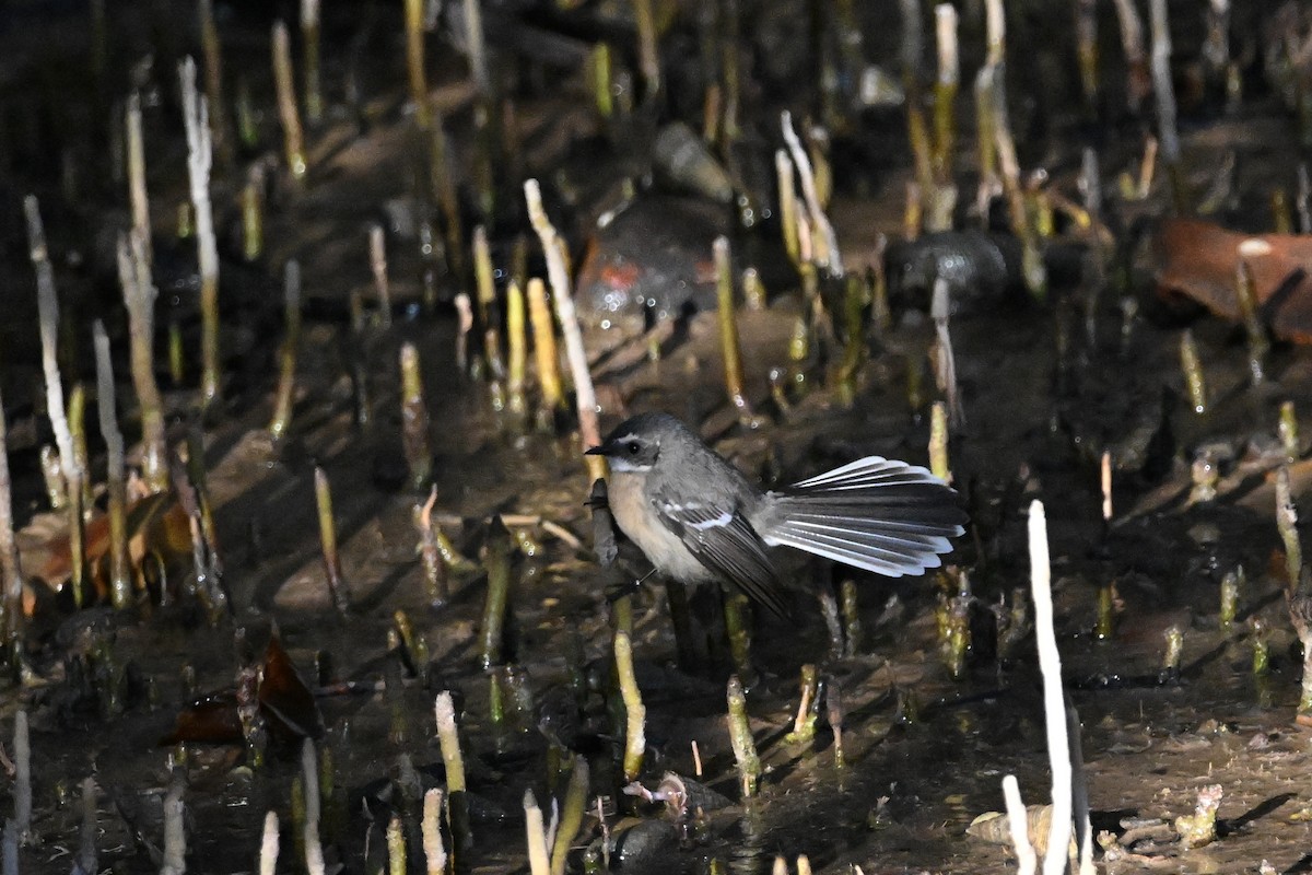 Mangrove Fantail - ML620626031