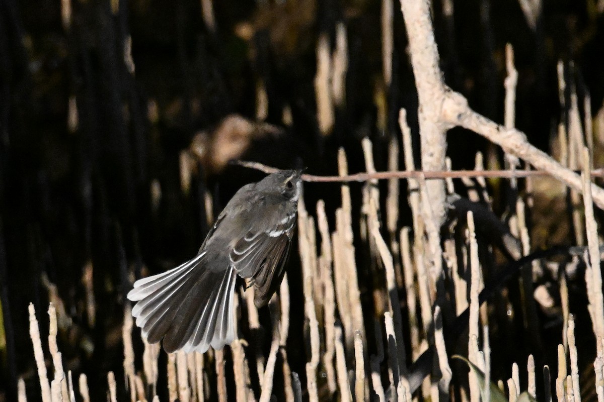 Mangrove Fantail - ML620626032