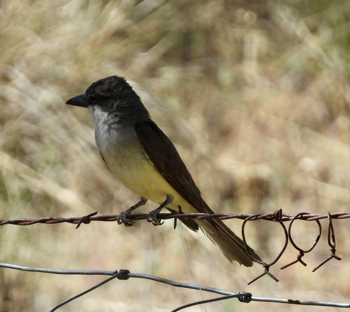 Dickschnabel-Königstyrann - ML620626033