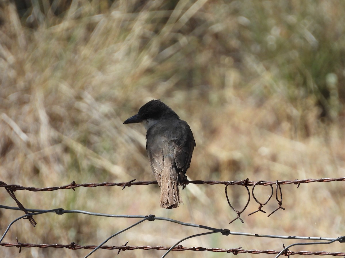 Dickschnabel-Königstyrann - ML620626035