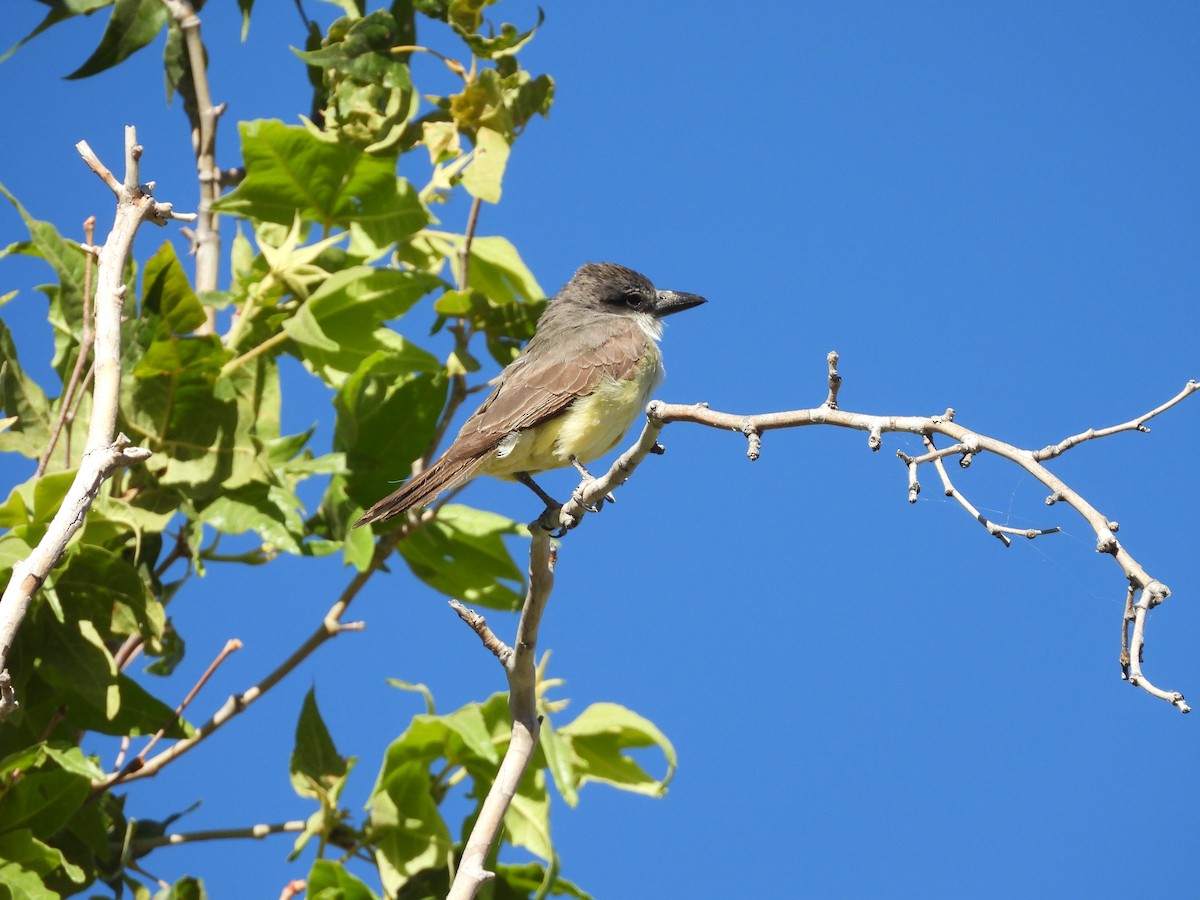 Dickschnabel-Königstyrann - ML620626036