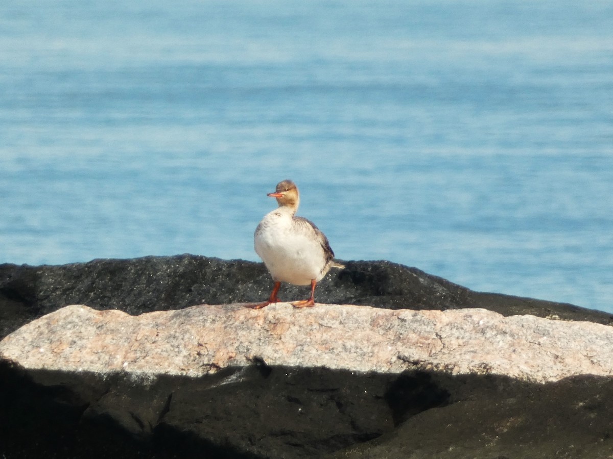 Red-breasted Merganser - ML620626038