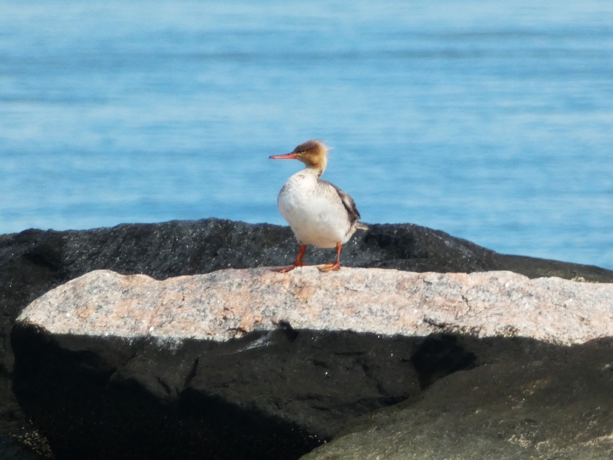 Red-breasted Merganser - ML620626039