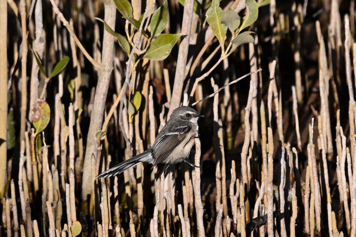 Mangrove Fantail - Alfred & Hidi Lau