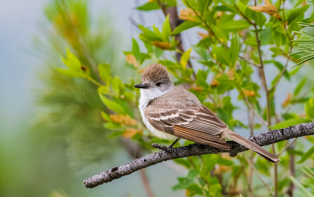 Ash-throated Flycatcher - ML620626044