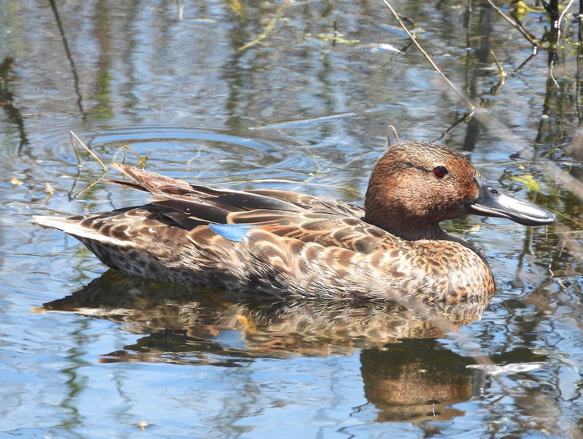 Cinnamon Teal - ML620626045