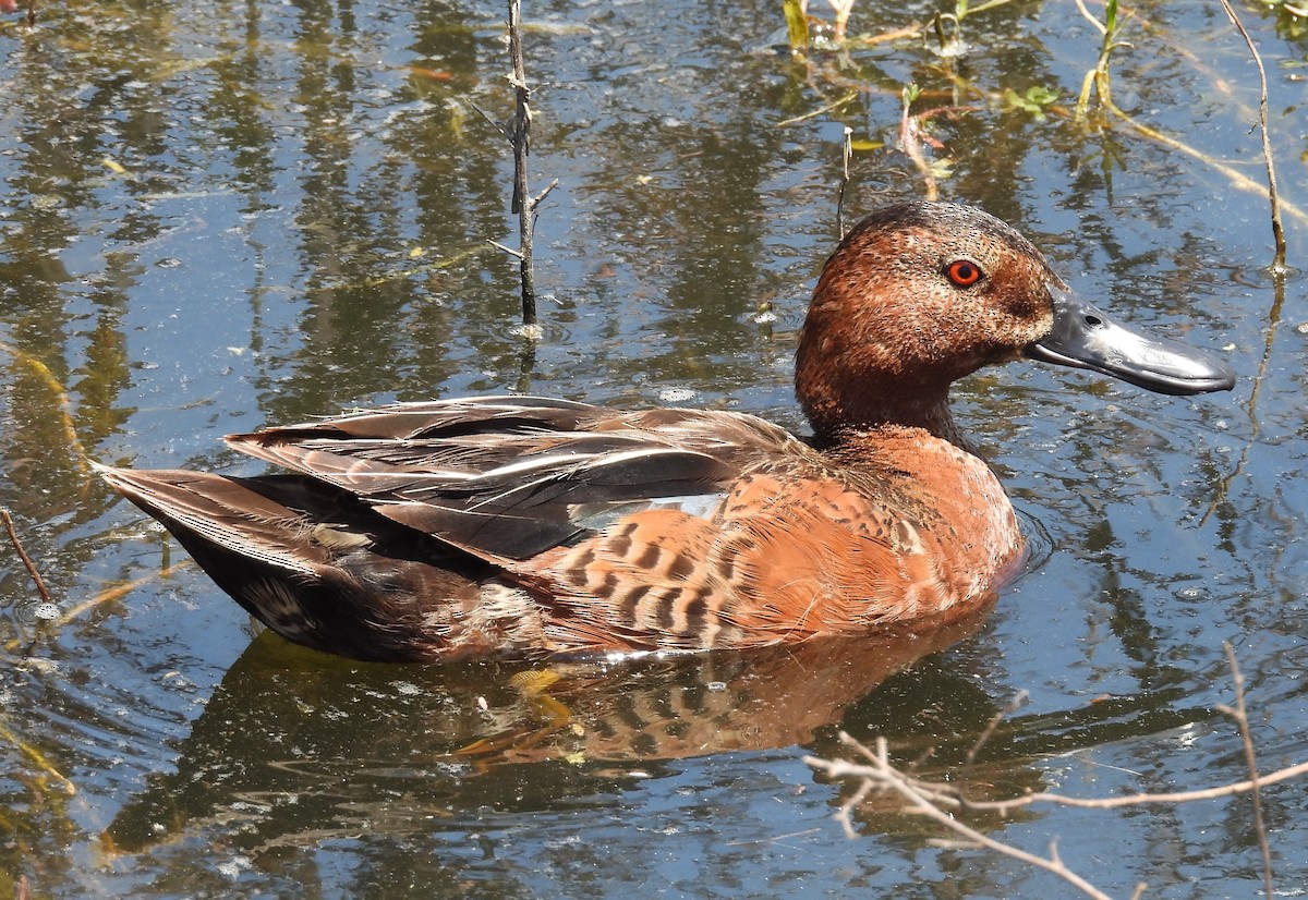 Cinnamon Teal - ML620626046