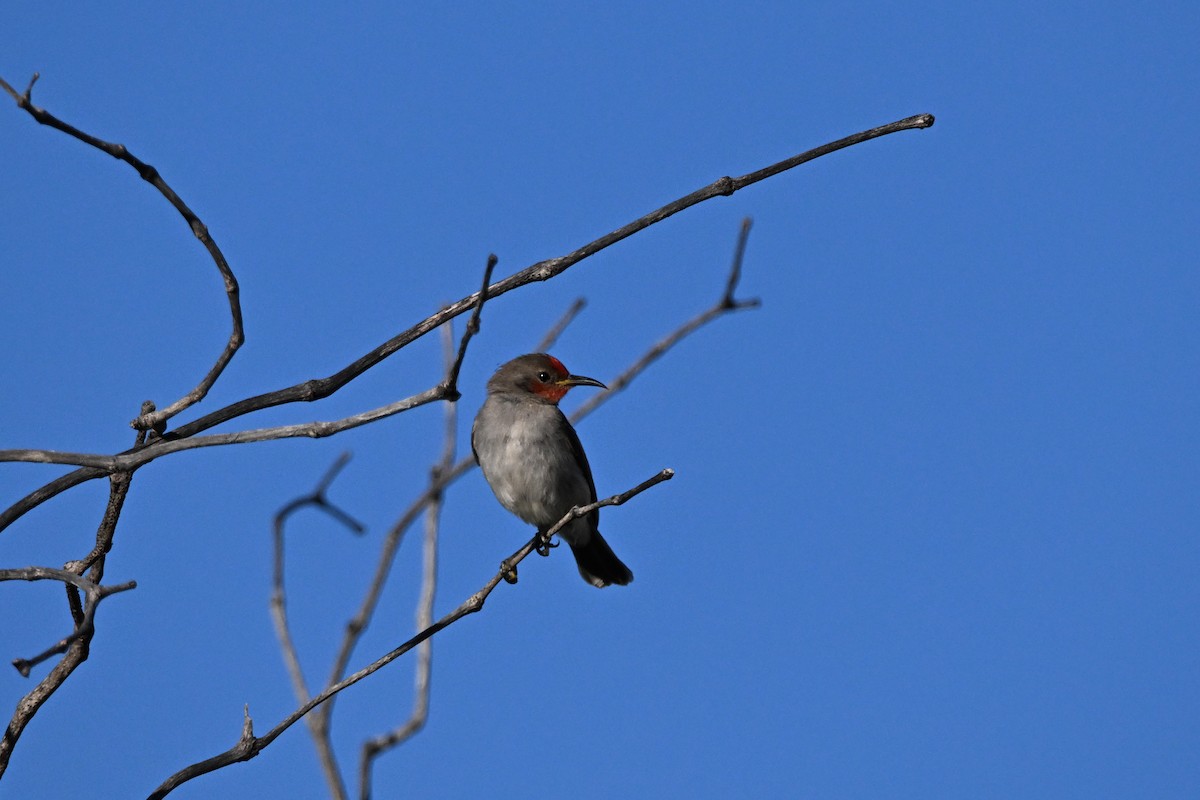 Red-headed Myzomela - ML620626048