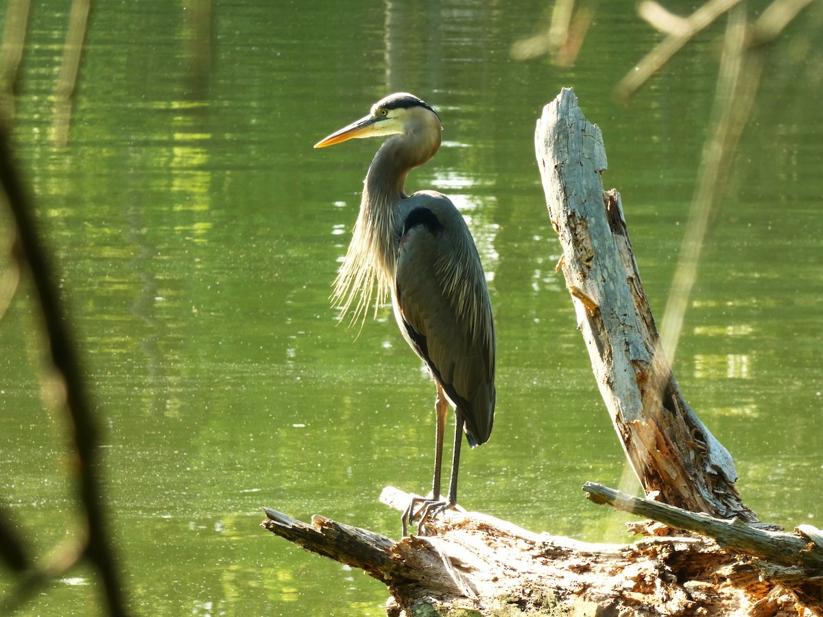 Great Blue Heron - ML620626049