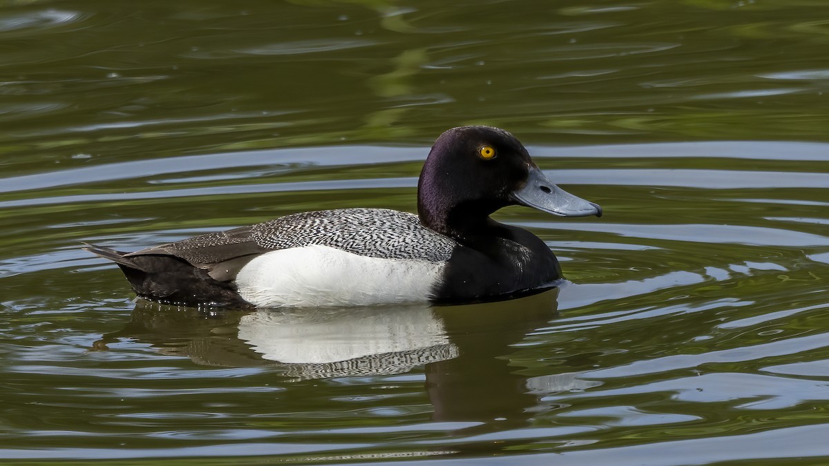 Greater Scaup - ML620626051