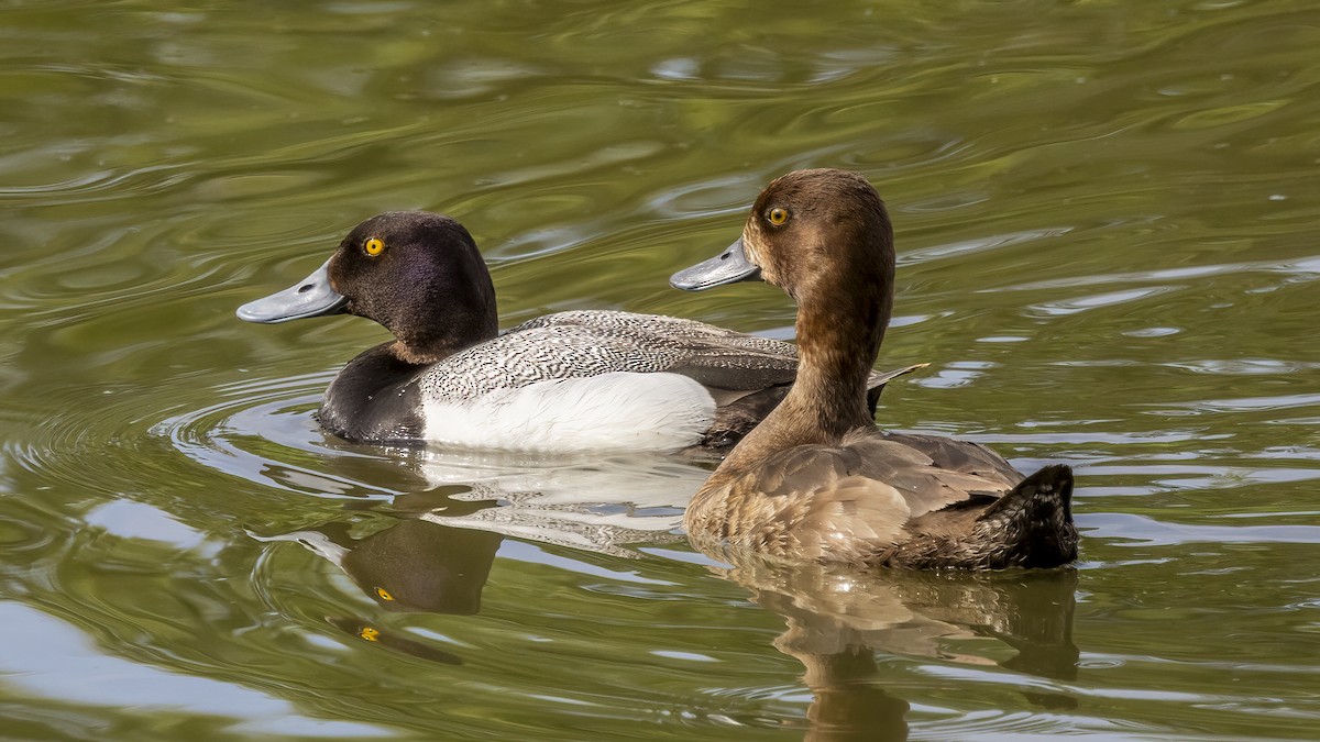 Greater Scaup - ML620626052