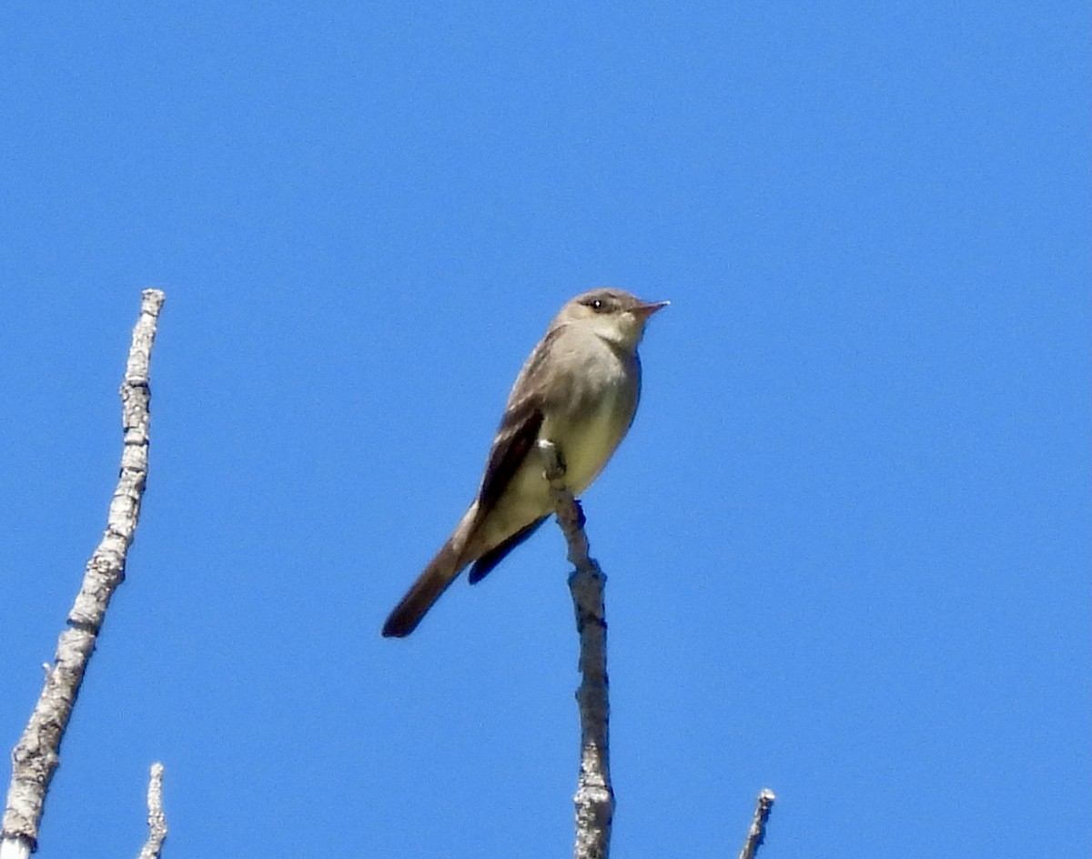 Western Wood-Pewee - ML620626057