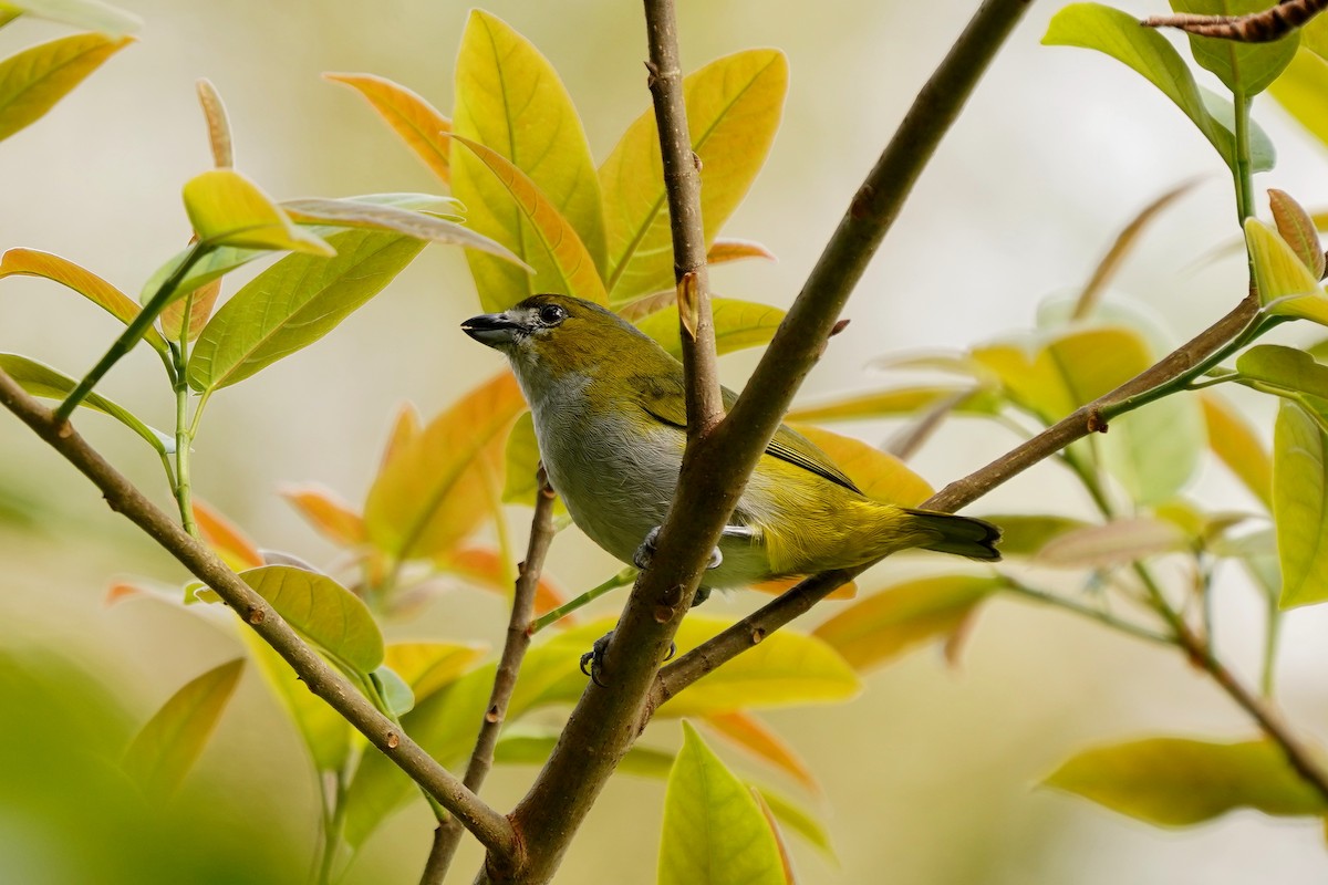 Golden-bellied Euphonia - ML620626062