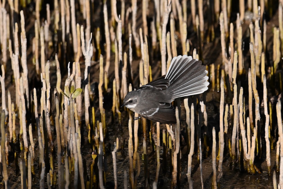 Mangrovefächerschwanz - ML620626067