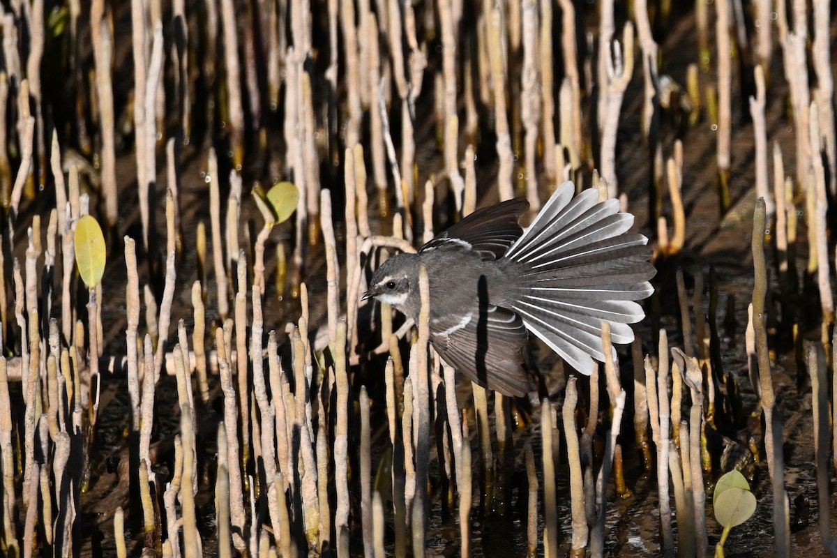 Mangrove Fantail - Alfred & Hidi Lau