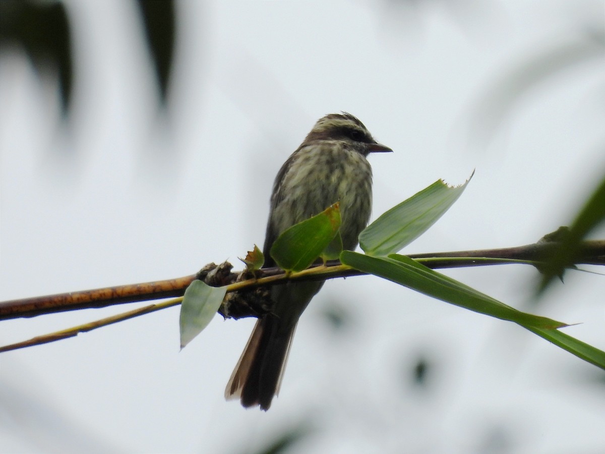 Variegated Flycatcher - ML620626070