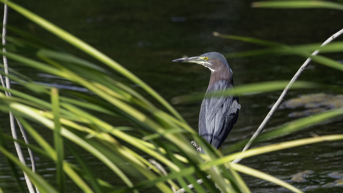 Green Heron - ML620626075