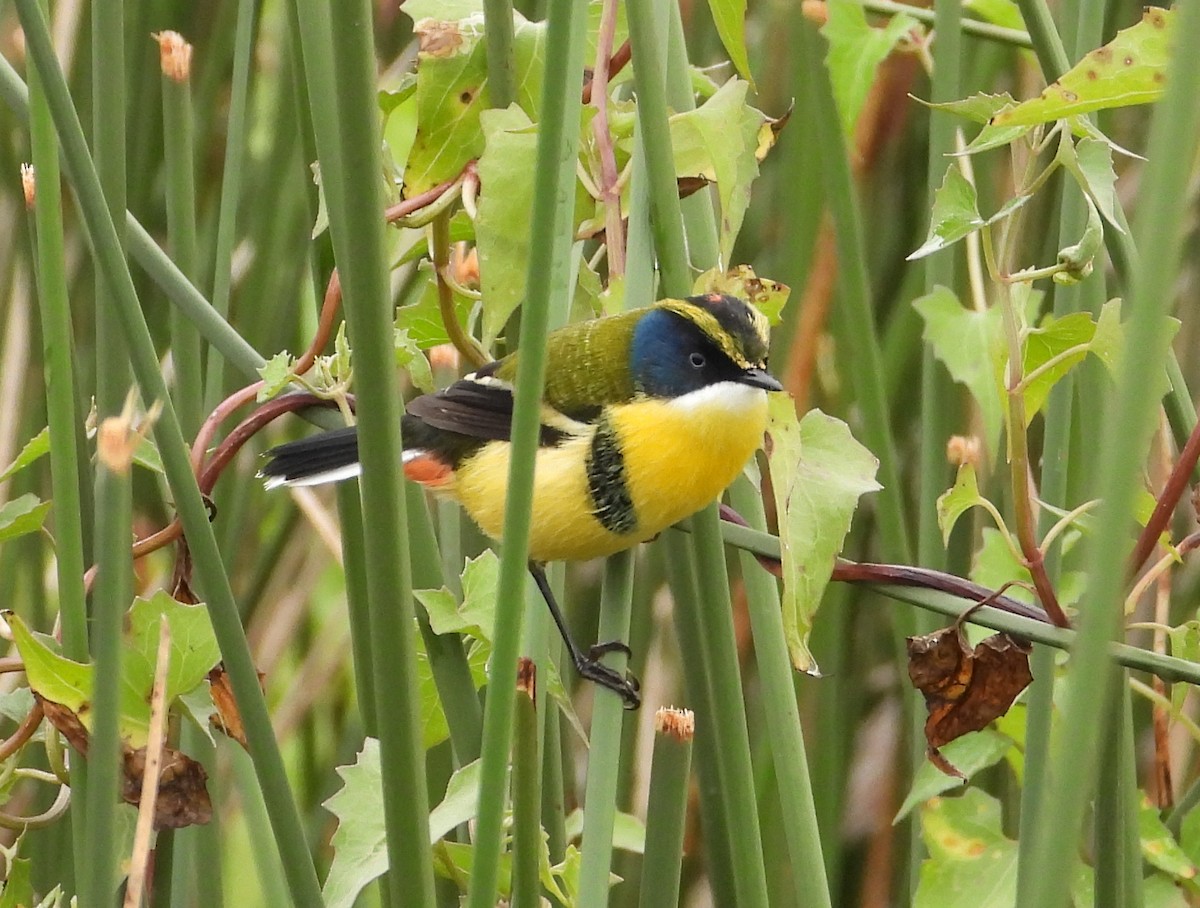 Many-colored Rush Tyrant - ML620626076