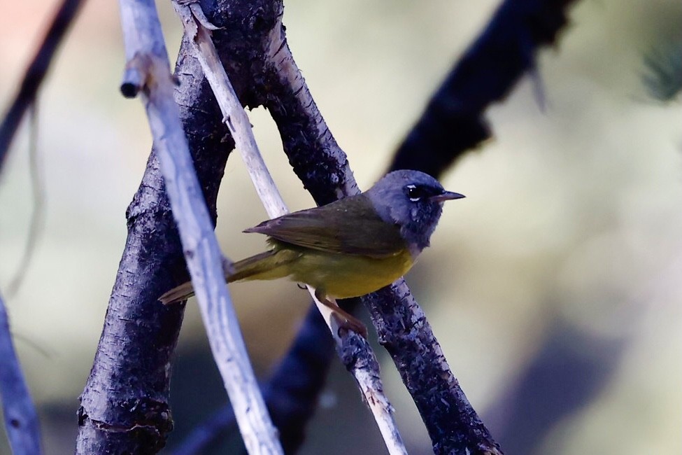 MacGillivray's Warbler - ML620626081