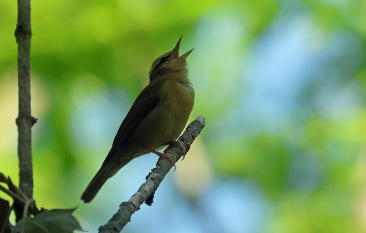 Worm-eating Warbler - ML620626082