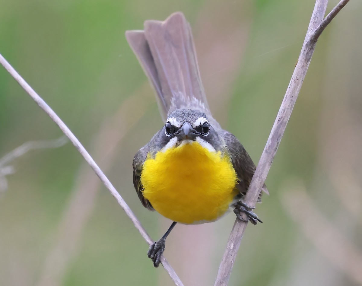 Yellow-breasted Chat - ML620626083