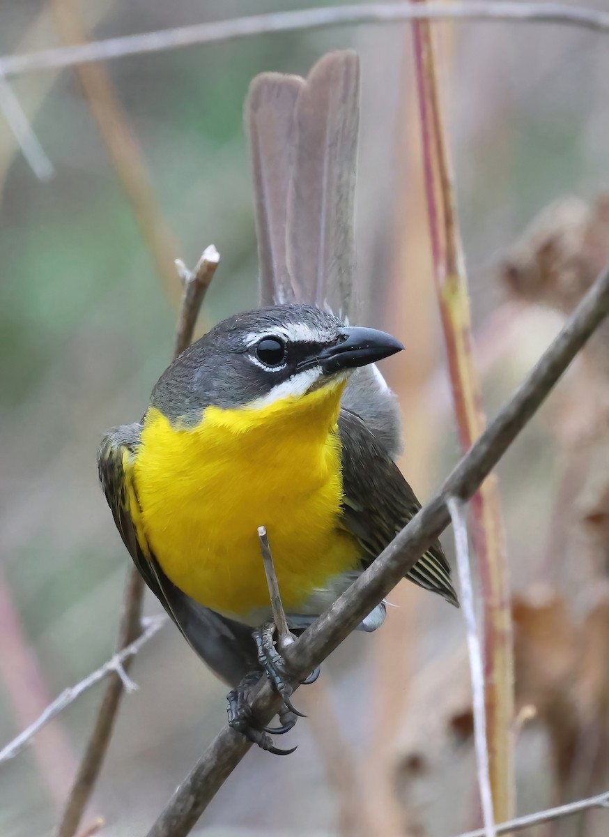 Yellow-breasted Chat - ML620626084