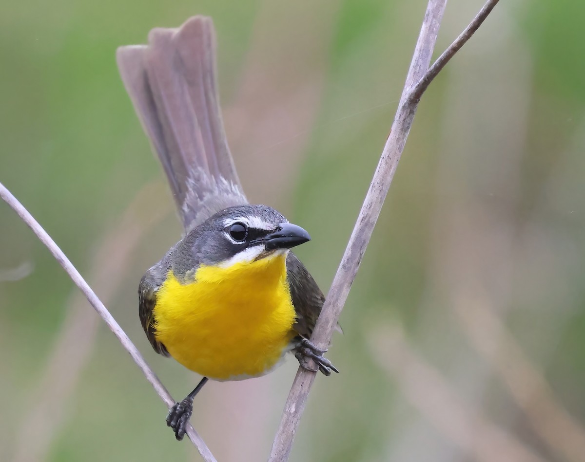 Yellow-breasted Chat - ML620626085