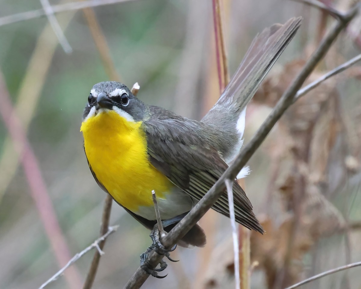Yellow-breasted Chat - ML620626086