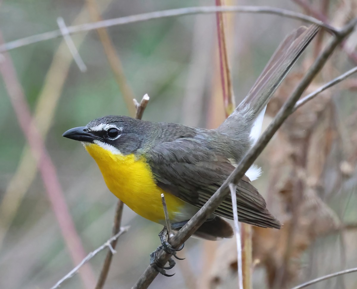Yellow-breasted Chat - ML620626087