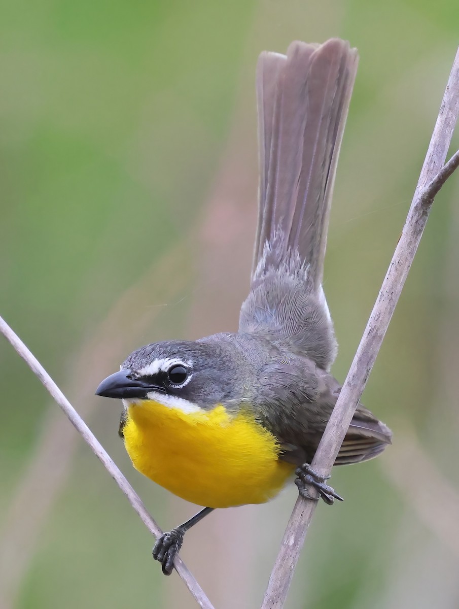 Yellow-breasted Chat - ML620626088