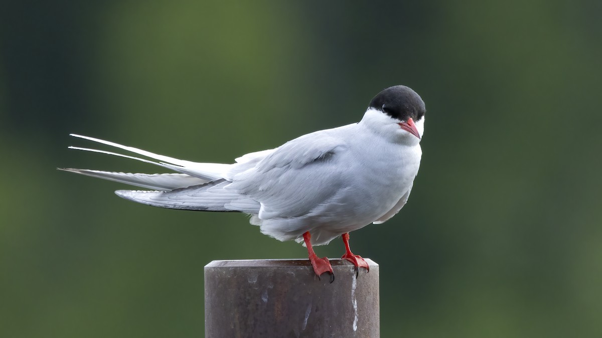 Arctic Tern - ML620626090