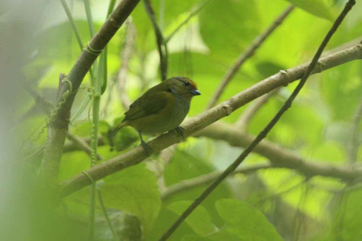 Bronze-green Euphonia - ML620626091