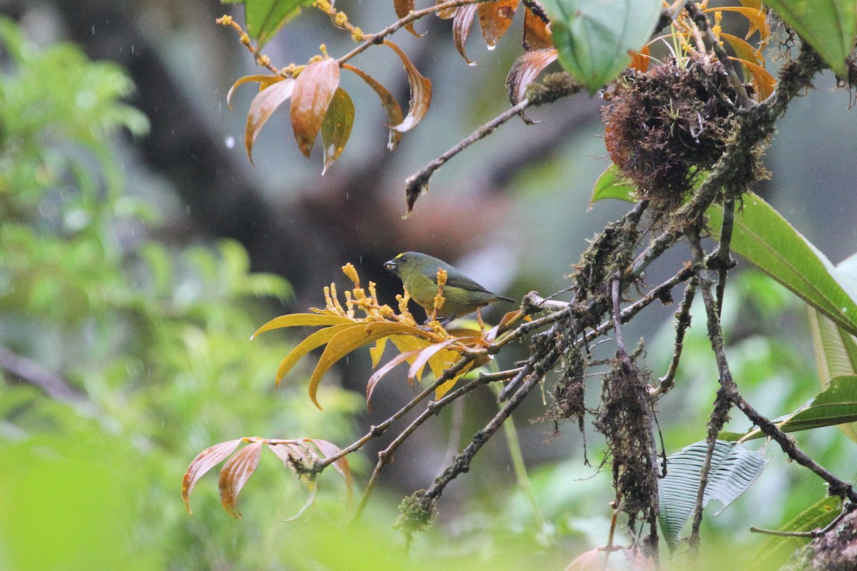 Bronze-green Euphonia - ML620626092