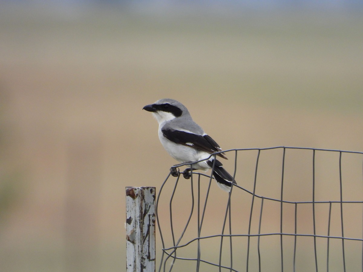 Loggerhead Shrike - ML620626096